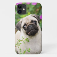 Cute Fawn Coloured Pug Puppy Dog Face Pet Photo --