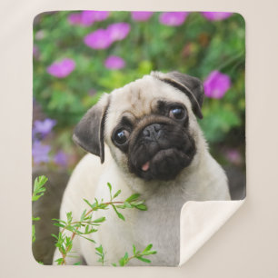 Cute Fawn Coloured Pug Puppy Dog Face Pet Photo "" Sherpa Blanket