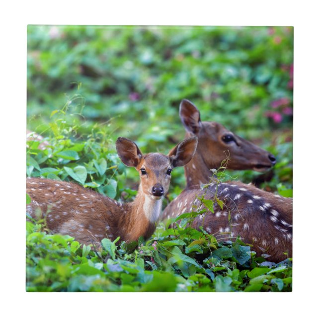 Cute fawn lying down in forest with mother tile (Front)