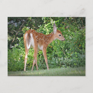 Cute Fawn Postcard