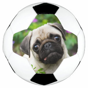 Cute fawn pug puppy football