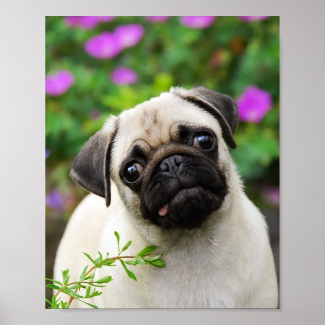Cute fawn pug puppy poster (Front)