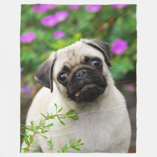 Cute fawn pug puppy, soft fleece blanket