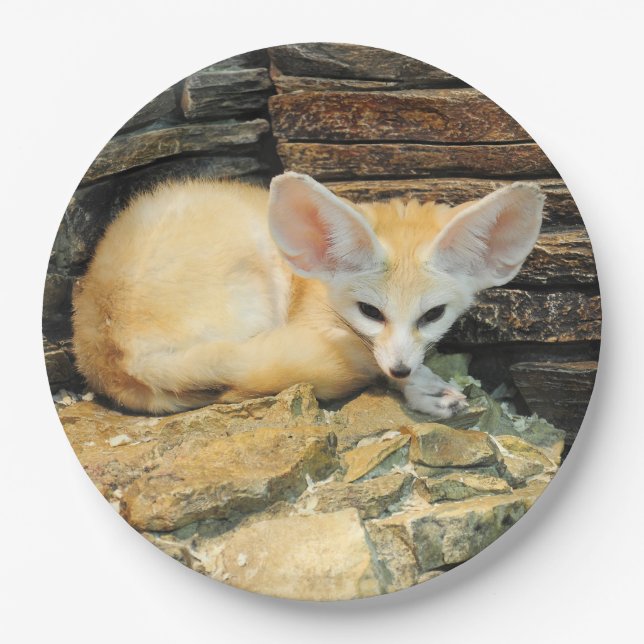 Cute fennec fox paper plate (Front)
