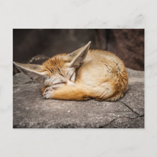Cute Fennec Fox Postcard