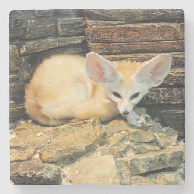 Cute fennec fox stone coaster (Front)