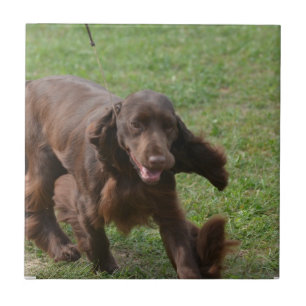 Cute Field Spaniel Tile