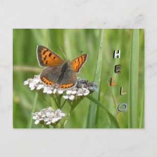 Cute Fire Butterfly Cust. HELLO Postcard