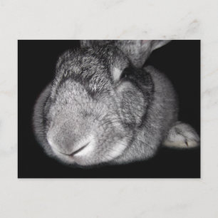 Cute Flemish Giant Some Bunny Loves You! Postcard