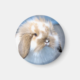 Cute Flemish white and brown rabbit   Magnet