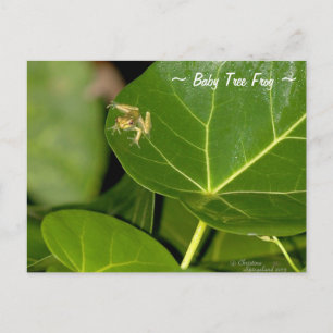 Cute Florida tiny baby Tree Frog Postcard