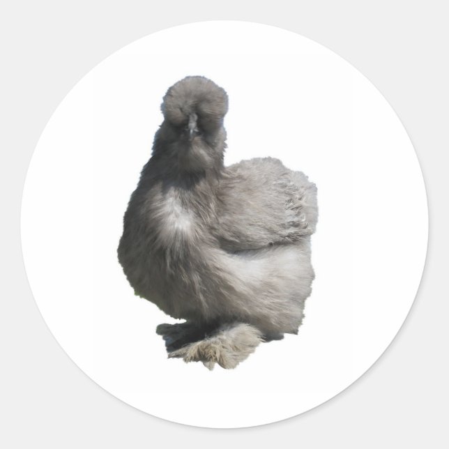 Cute Fluffy Blue Silkie Chicken Classic Round Sticker (Front)
