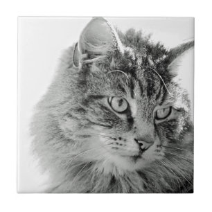 Cute Fluffy Cat Face Tile