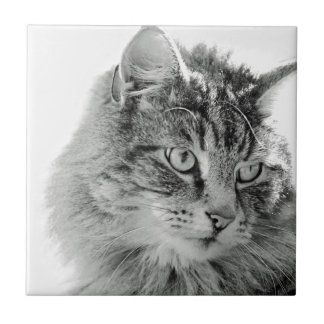 Cute Fluffy Cat Face Tile