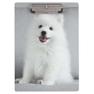 Cute Fluffy Japanese Spitz Puppy Clipboard