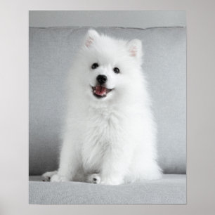 Cute Fluffy Japanese Spitz Puppy Poster