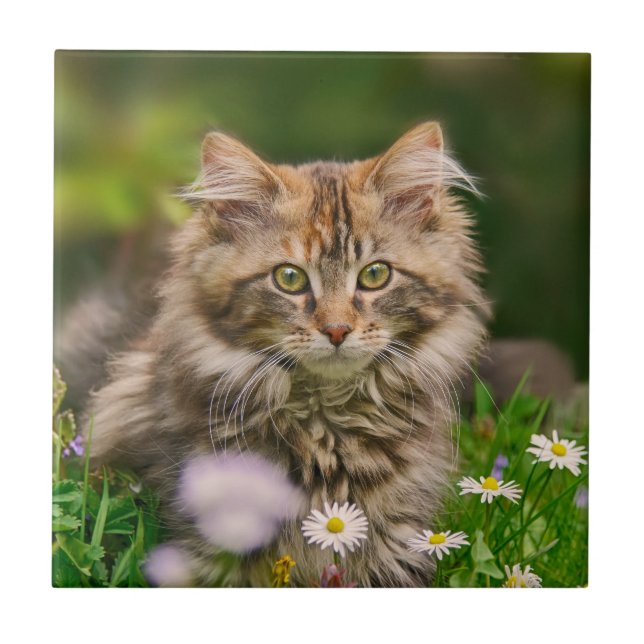 Cute Fluffy Maine Coon Kitten Cat Animal Photo --- Tile (Front)