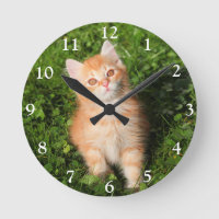Cute Fluffy Orange Tabby Cat Kitten