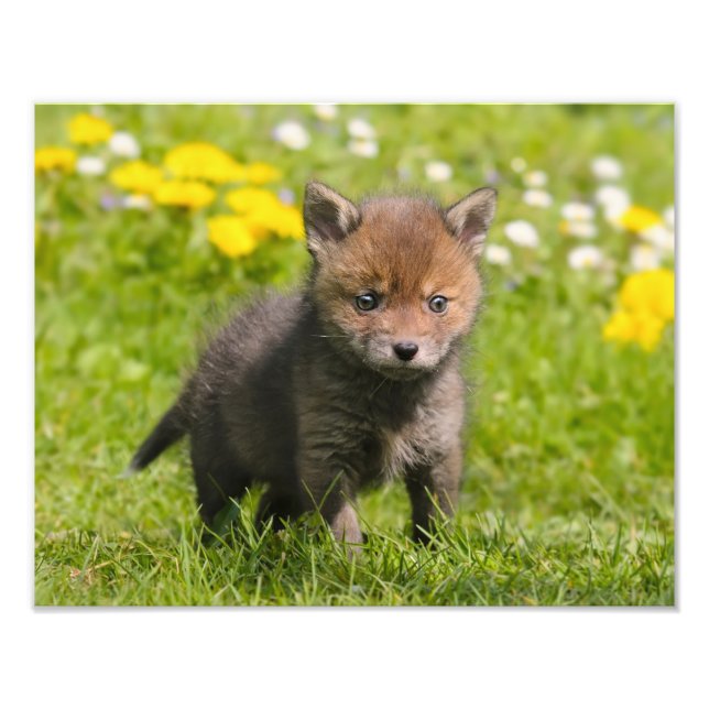 Cute Fluffy Red Fox Cub Wild Animal Baby - Photo Print (Front)