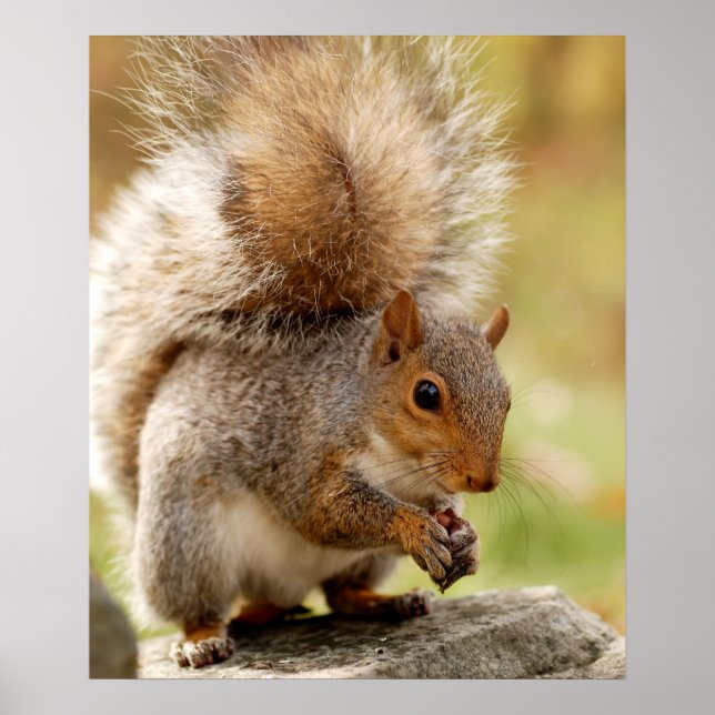 Cute Fluffy Squirrel Poster (Front)