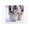 Cute Fluffy Tibetan Terrier Snow Paw