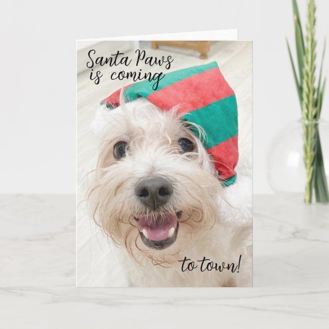 Cute fluffy white dog christmas card  (Front)