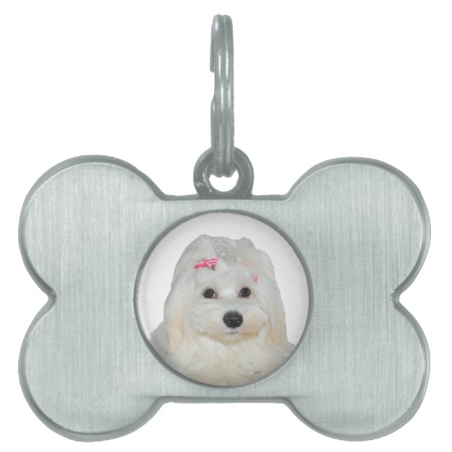 Cute Fluffy White Maltese Lili Pet ID Tag (Front)