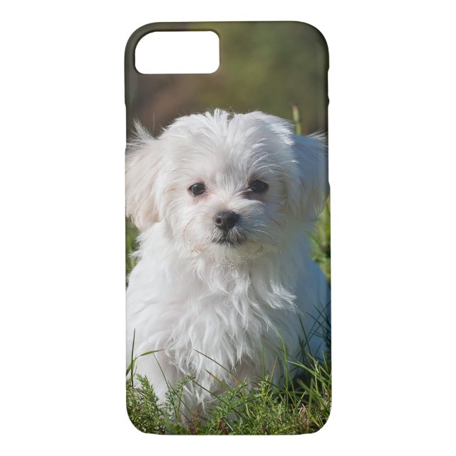 Cute Fluffy White Maltese Puppy Dog Case-Mate iPhone Case (Back)
