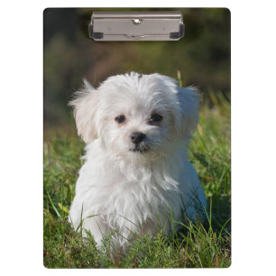 Cute Fluffy White Maltese Puppy Dog Clipboard