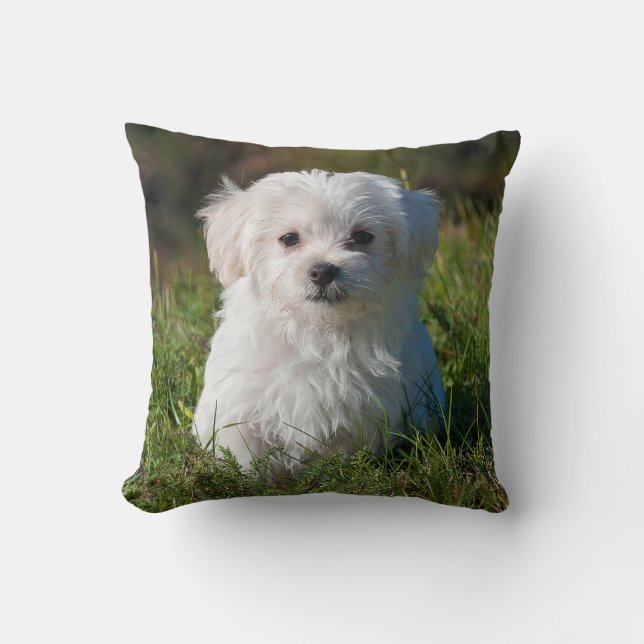 Cute Fluffy White Maltese Puppy Dog Cushion (Front)