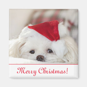 Cute Fluffy White Maltese Puppy Dog in a Santa Hat Magnet