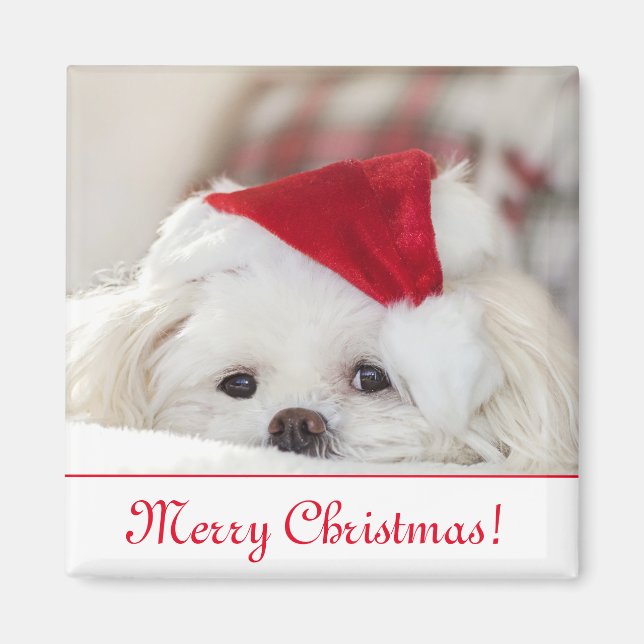 Cute Fluffy White Maltese Puppy Dog in a Santa Hat Magnet (Front)