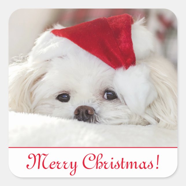 Cute Fluffy White Maltese Puppy Dog in a Santa Hat Square Sticker (Front)