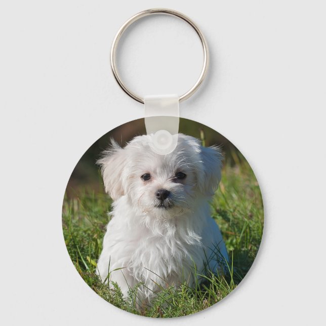 Cute Fluffy White Maltese Puppy Dog Key Ring (Front)