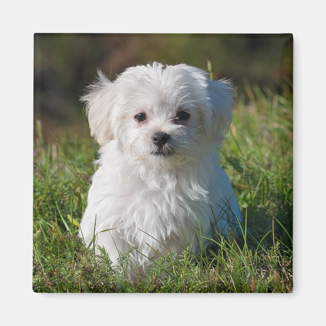 Cute Fluffy White Maltese Puppy Dog Magnet (Front)