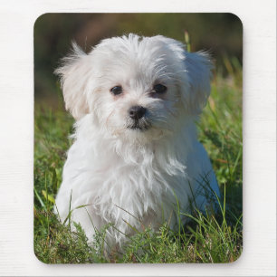 Cute Fluffy White Maltese Puppy Dog Mouse Mat