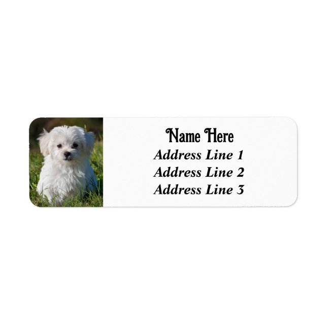 Cute Fluffy White Maltese Puppy Dog Return Address (Front)