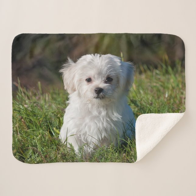 Cute Fluffy White Maltese Puppy Dog Sherpa Blanket (Front (Horizontal))