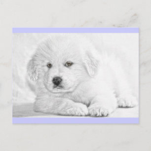 Cute Fluffy White Puppy Postcard