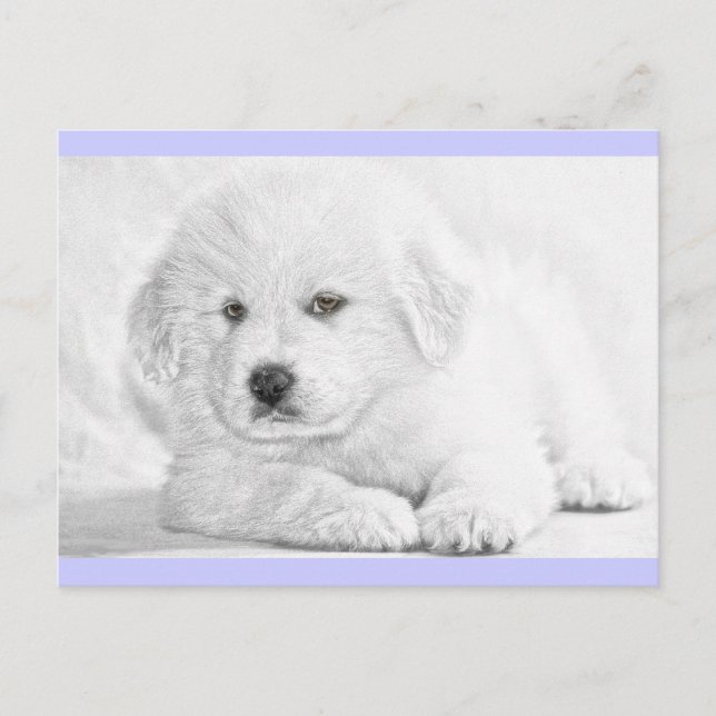 Cute Fluffy White Puppy Postcard (Front)