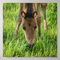 Cute Foal Baby Horses