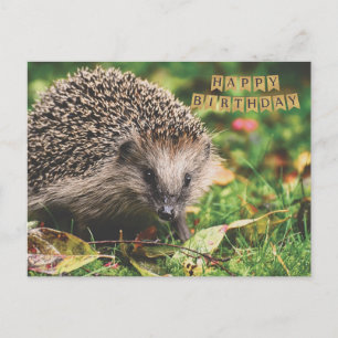Cute Forest Hedgehog Happy Birthday Postcard