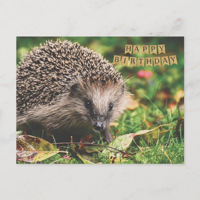 Cute Forest Hedgehog Happy Birthday Postcard (Front)