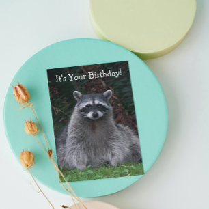Cute Forest Raccoon Photo Funny Birthday Card