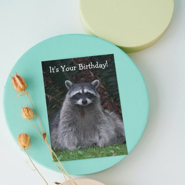 Cute Forest Raccoon Photo Funny Birthday Card (In Situ)