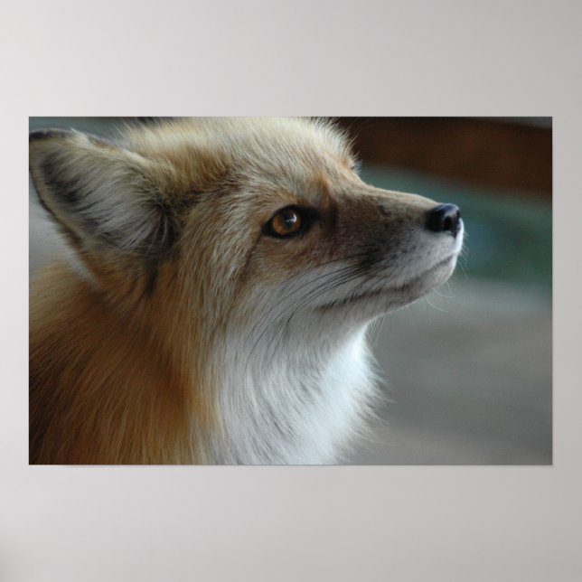 Cute Fox Face Poster (Front)