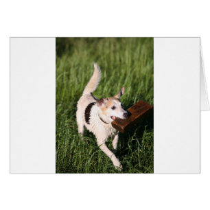 Cute fox terrier fetching block of wood