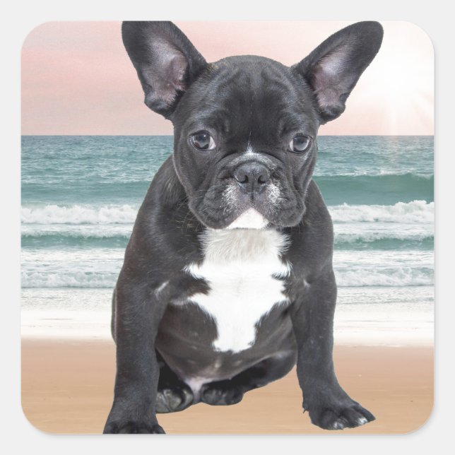 Cute French Bulldog Beach Sun Water Square Sticker (Front)
