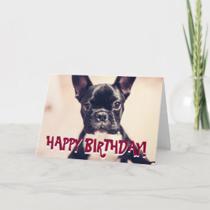 Cute French Bulldog birthday card