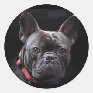 Cute French Bulldog Classic Round Sticker